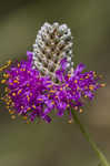 Purple prairie clover